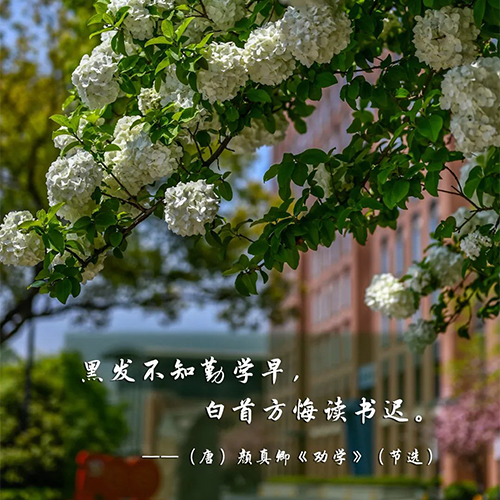 最美大學