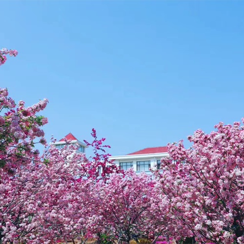 山東外國語職業(yè)技術(shù)大學(xué) - 青春 · 不散場