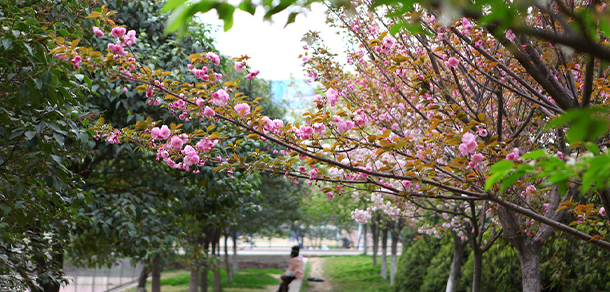 平頂山工業(yè)職業(yè)技術(shù)學(xué)院 - 最美大學(xué)