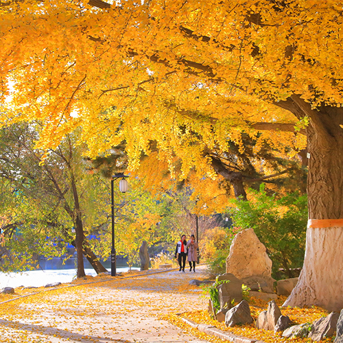 北京大學(xué)-流金歲月