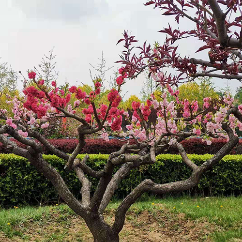 中國(guó)消防救援學(xué)院-最美校園