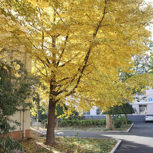 北京京北職業(yè)技術(shù)學(xué)院-大學(xué)文化