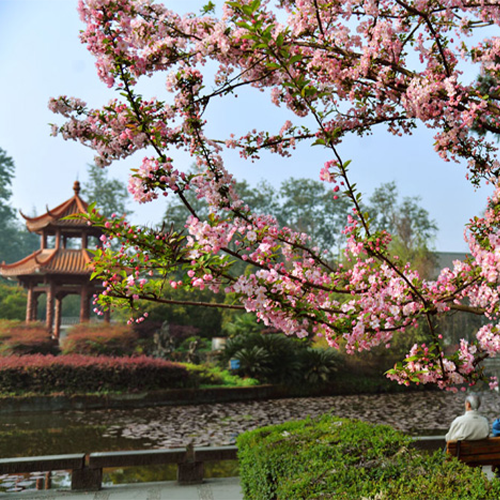 四川大學(xué)-流金歲月