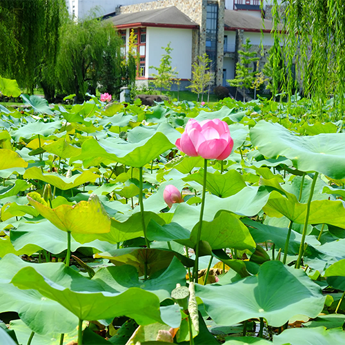 最美校園