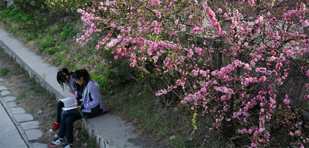 天津大學(xué) - 最美大學(xué)