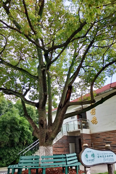 上海邦德職業(yè)技術(shù)學(xué)院